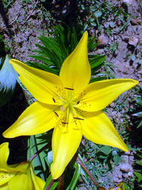 flor de nuestro jardín