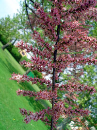 árbol de nuestro jardín